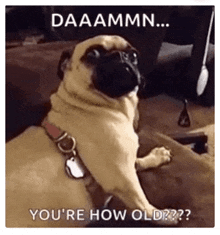 a pug dog is sitting on a couch with a caption that says `` you 're how old ?? '' .