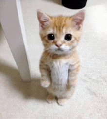 a small kitten is standing on its hind legs and looking at the camera .