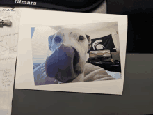 Dogintheframe Meme