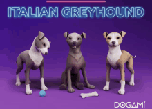 a purple background with three dogs and the words italian greyhound on top