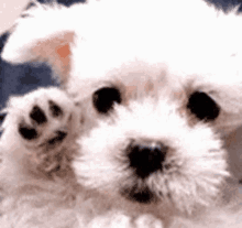 a close up of a white dog laying on a bed with its paw up .