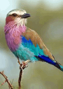 a colorful bird is perched on a tree branch .