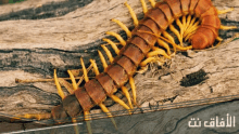 a close up of a centipede on a piece of wood with arabic writing behind it