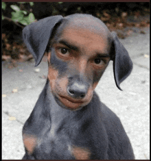 a small dog with a man 's face on it