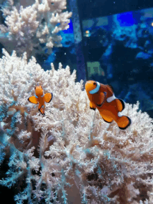 two clown fish are swimming in a tank with white corals