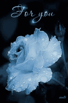 a blue rose with water drops on it and the words " for you " on the bottom