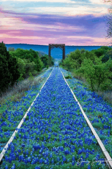 train tracks lined with blue flowers and a bridge in the background