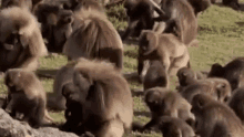 a large herd of baboons are standing in a field .