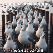 a bunch of seagulls are standing on a pier with the caption rosenmontag der norden rastet aus