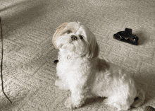 a small brown and white dog is sitting on a carpet and looking up