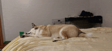 a dog laying on a bed in a room with a blanket that says ' boston college ' on it