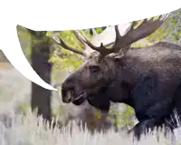 a moose with a speech bubble that says ' dreamstim ' on it