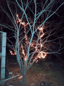 a tree with a lot of lights on it at night