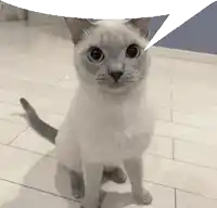 a white cat sitting on a tiled floor with a speech bubble above its head