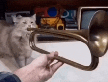 a person is playing a trumpet with a cat behind them