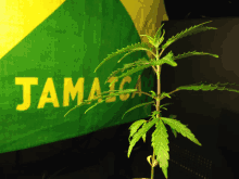 a small plant is in front of a jamaica flag