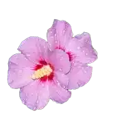 a purple flower with water drops on it