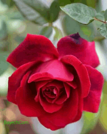 a close up of a red rose with the website bayech.com written below it