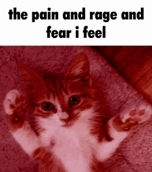 a picture of a cat with the words the pain and rage and fear i feel