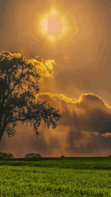 a tree in a field with the sun shining through the clouds behind it