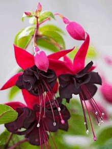 a close up of a red and black flower