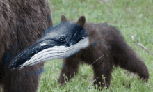 a baby bear with a whale 's head on its nose