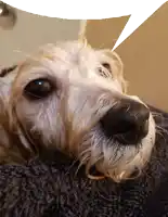 a close up of a dog with a speech bubble above its head