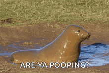 a seal in a puddle with the words are ya pooping