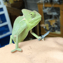 a green chameleon is holding a toy sword on someone 's arm