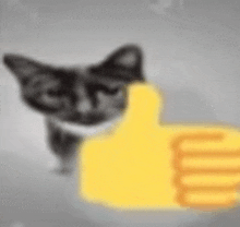 a blurry picture of a cat giving a thumbs up .