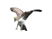 a brown and white bird is flying with its wings outstretched on a white background