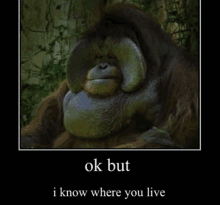 a picture of an orangutan with the words ok but i know where you live