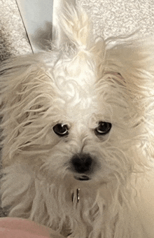 a close up of a white dog 's face with a black nose