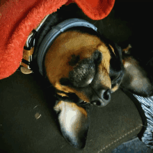 a brown and black dog wearing a blue collar is laying down