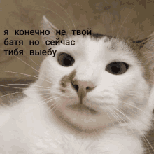 a close up of a cat 's face with a foreign language caption behind it