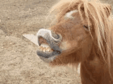 a close up of a pony with its mouth open and teeth showing .