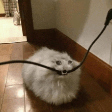 a white cat is sitting on the floor next to a cord .