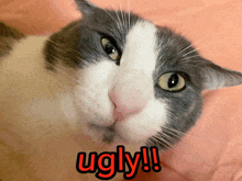 a close up of a cat with the words ugly written on it