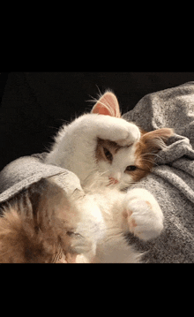 a brown and white cat is laying on a blanket