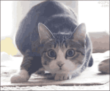 a cat is standing on its hind legs on a carpet .