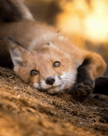 a fox is laying on its back on the ground and looking at the camera