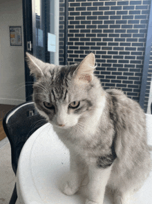 a cat sitting on a table with a brick wall behind it