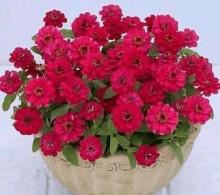 a vase filled with pink flowers is sitting on a white table .