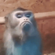 a close up of a monkey making a funny face while sitting in a cage .