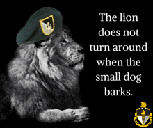 a lion wearing a beret with the words " the lion does not turn around when the small dog barks " above it