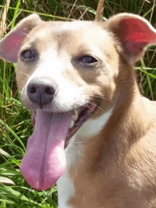 a brown and white dog with its pink tongue out