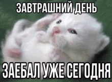 a white kitten is laying on its back with a caption in russian that says " завтрашний день "