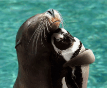 a seal holds a penguin in its arms in the water