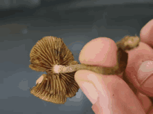 a person is holding a mushroom in their hand that looks like a flower