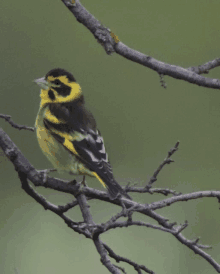 a yellow and black bird perched on a branch